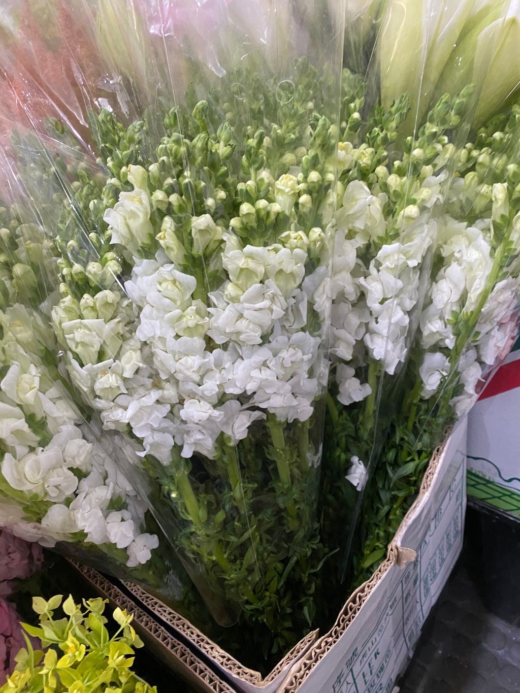 image_D756B62E-044B-4270-9DB1-2C864538259F_1761801530