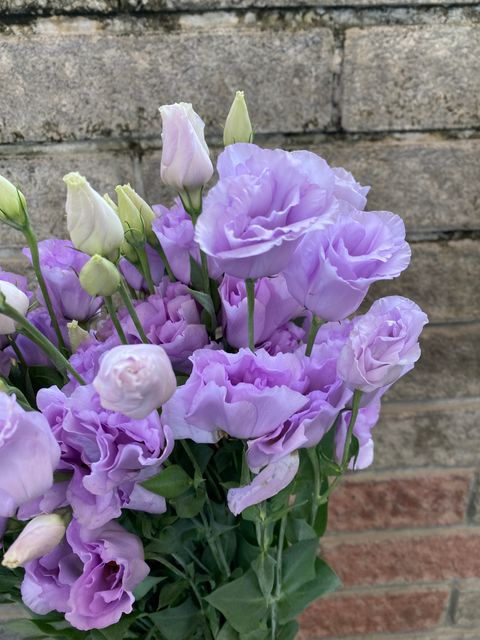 image_D6DC9A09-157D-40D3-95A2-2E7DE8054D41_1761801621