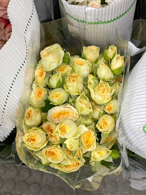 image_picker_8D9AD411-419F-45FF-AF2D-C5376D90E96B-3537-000002151AFA0F29