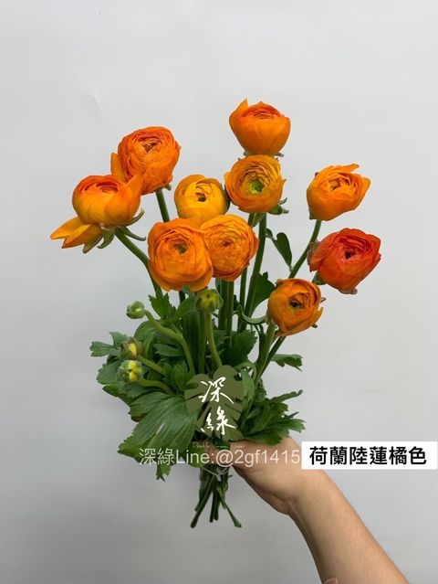 image_2C4C4557-D0FD-4E03-A391-97EA9638258A_1762046309