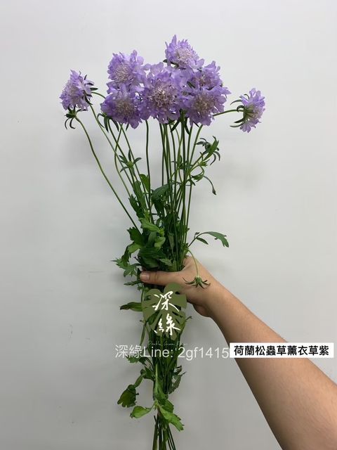 image_A53658CA-3E55-41D1-B599-1CB3262D80BB_1762060455