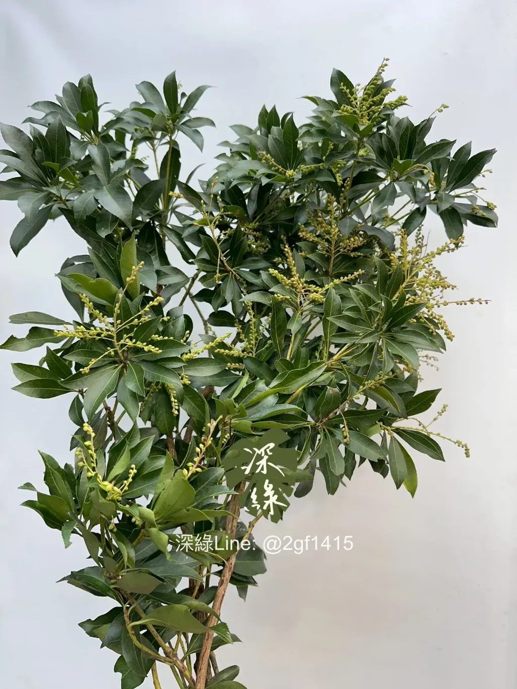 image_18C7D5D3-BB29-49E5-98C8-8862D1563CBA_1761716913