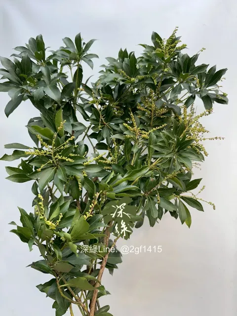 image_18C7D5D3-BB29-49E5-98C8-8862D1563CBA_1761716913