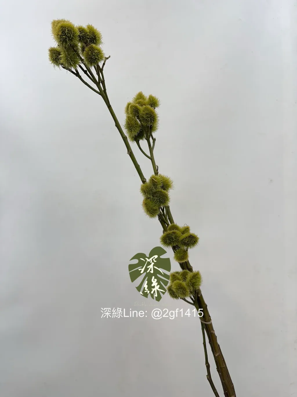 image_24405B2D-C9C7-4247-AFC3-B089C2F21E67_1761444588