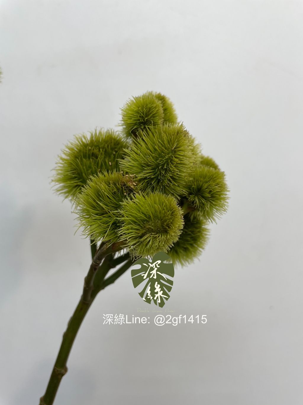 eZy Watermark_15-11-2024_11-20-17-1890上午-1731640955512