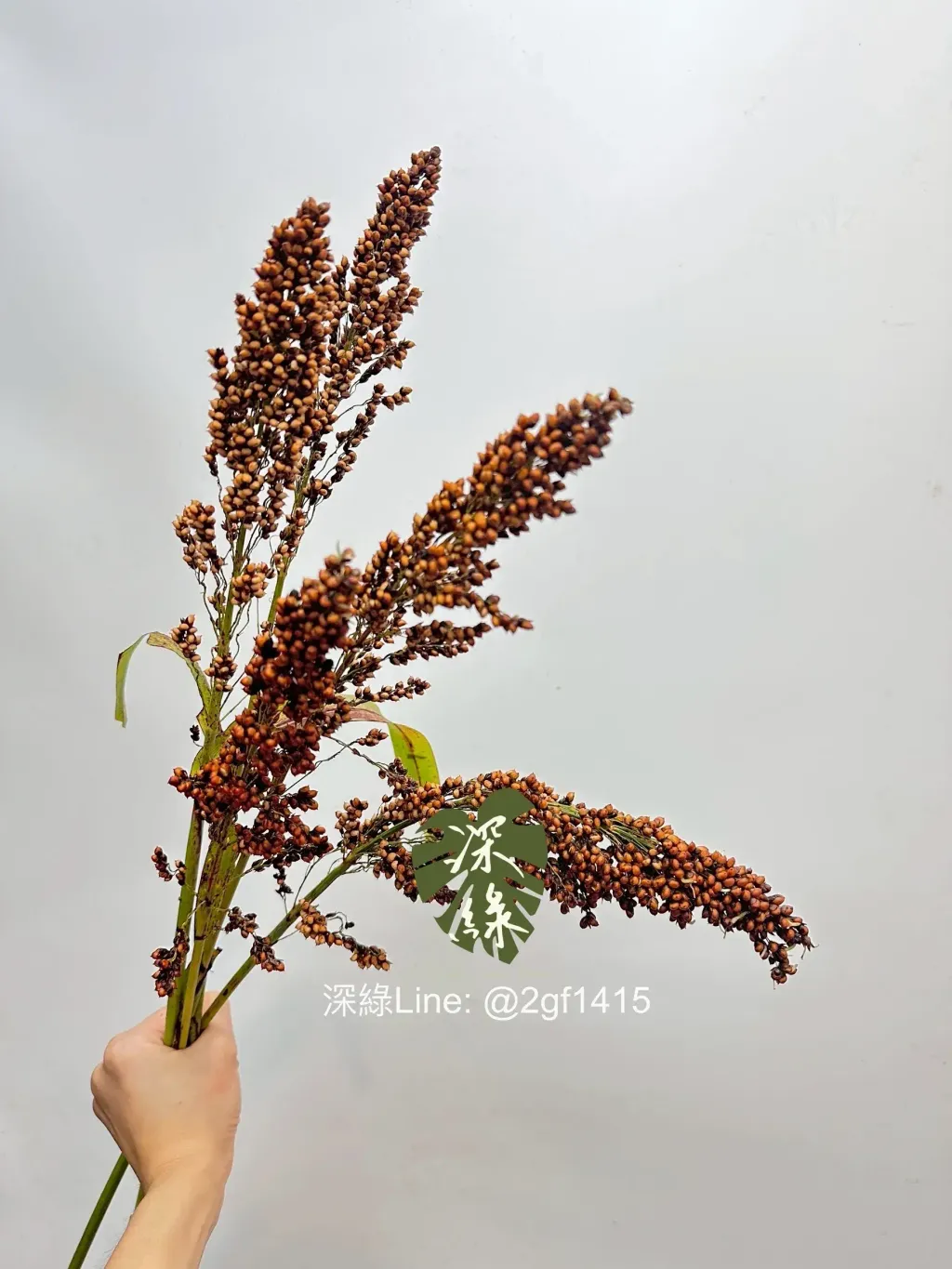 image_FE094338-0231-478D-A960-B16A60E3FB47_1761716737