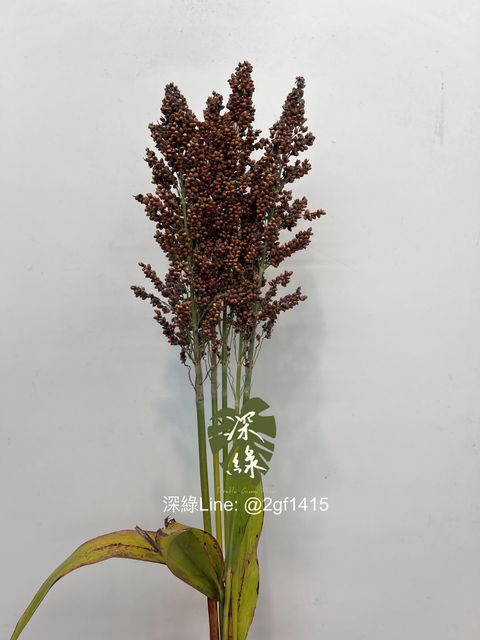 IMG_2910-1727805474885