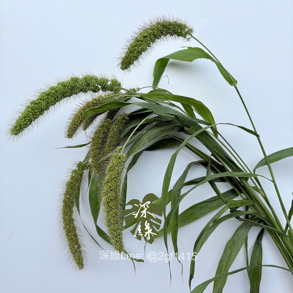 image_C9102794-9ACF-4719-9E7E-E34160387C4A_1762151770