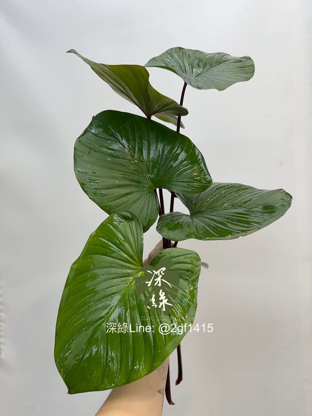 image_D8100BC8-DD3E-4D92-A4FC-1C1437D7B379_1761716859