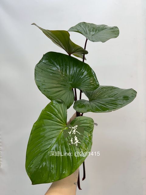 image_D8100BC8-DD3E-4D92-A4FC-1C1437D7B379_1761716859