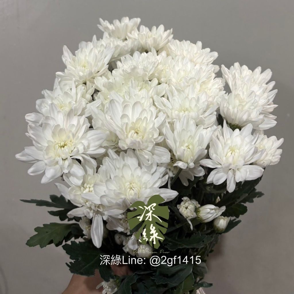 image_4B73AAA6-6151-4499-9F44-A5B493451C16_1762318572