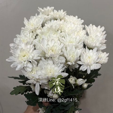 image_4B73AAA6-6151-4499-9F44-A5B493451C16_1762318572