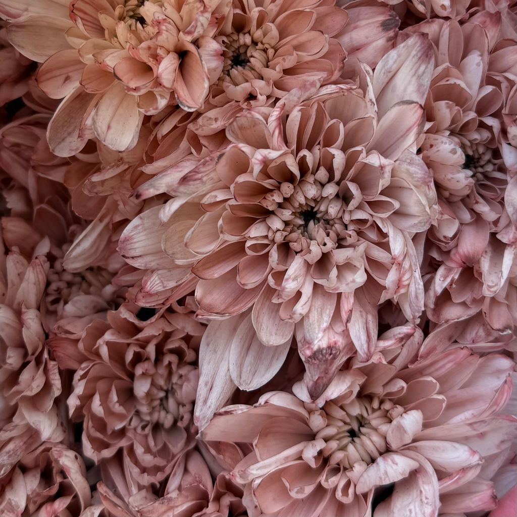 image_21734AEA-F8D6-4FAF-A6DB-9F3F8D187E1E_1762328859