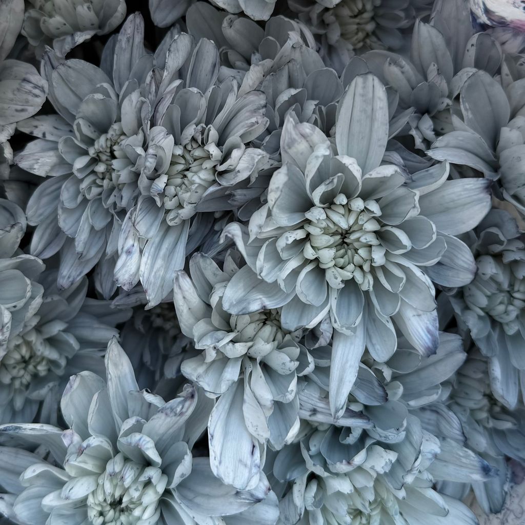 image_2C49DAA1-5DA9-4AA9-81BC-21664C4C42CC_1762328977