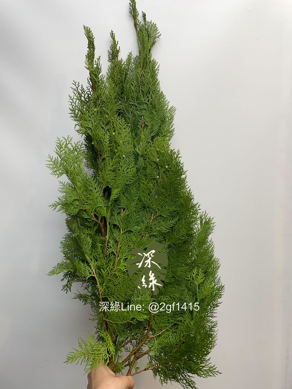 image_B921640D-7870-40F7-A476-9AD458FFFE30_1743633112