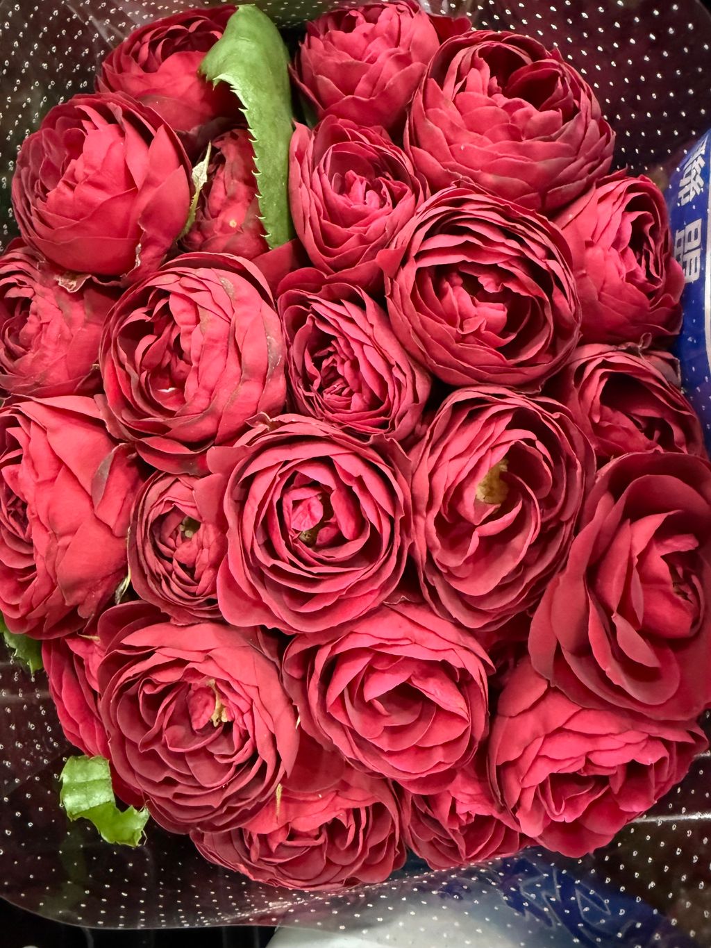 image_4CA9251C-9373-4739-9CF3-1FEDC3F4123C_1756360555