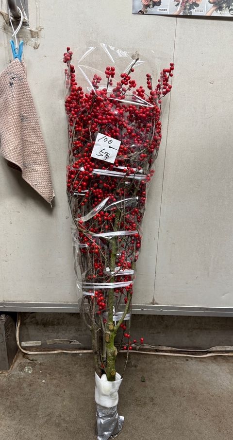 IMG_7300-1734249464033