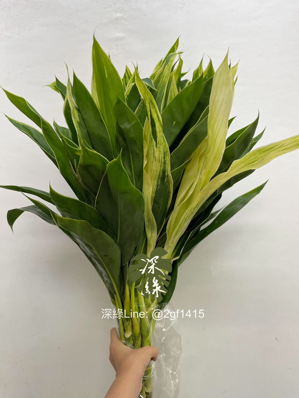 image_CF8A8D36-0419-4569-9D55-49712BB1FAF3_1762826009