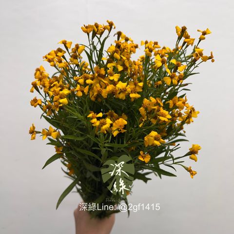 image_B302BCB3-F8E2-4B17-B264-2E64A4003E4A_1762833382