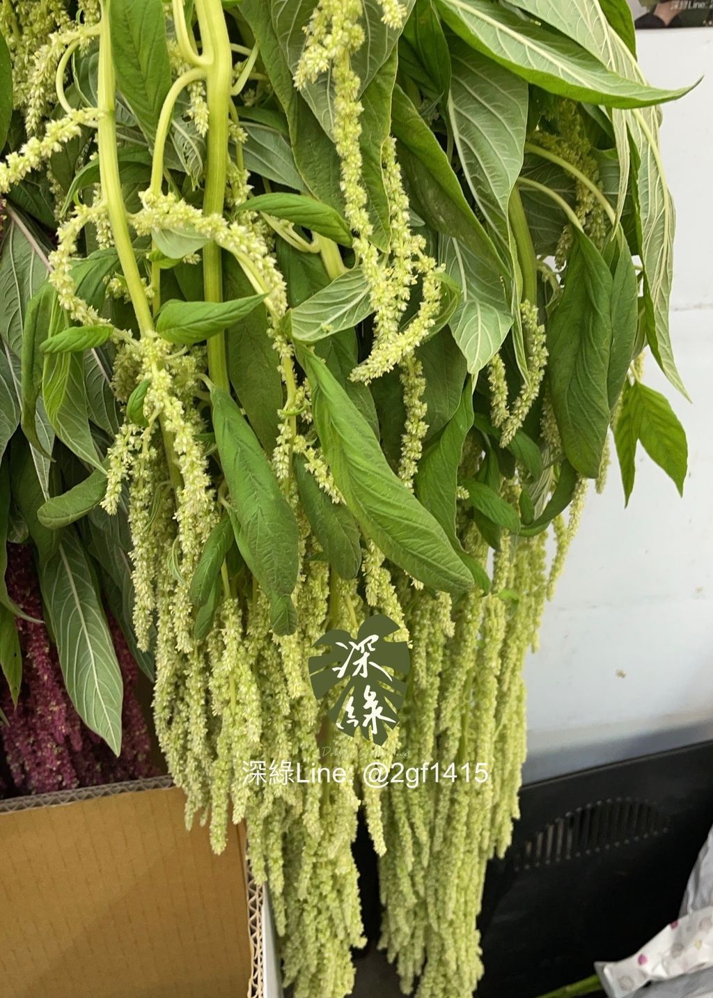 image_302AD2F4-CB38-496A-9B04-4D5085798C17_1762834294