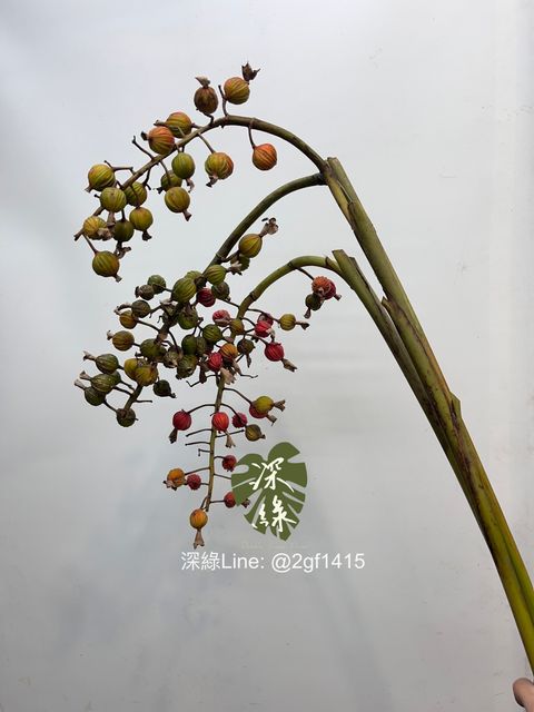 image_B288BC30-655C-49B7-BBD0-03E974C4250D_1760415104