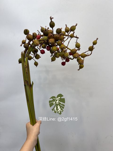 IMG_2911-1727805522984