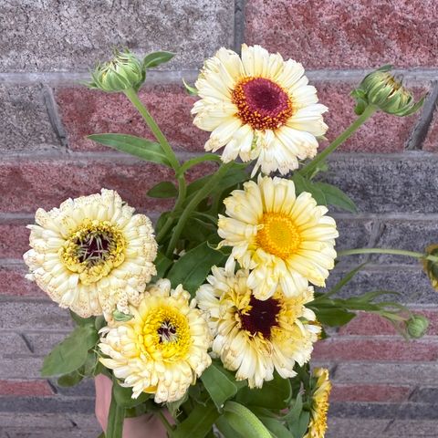 image_CA44131D-A546-497C-86BA-512E2A76068B_1762753472