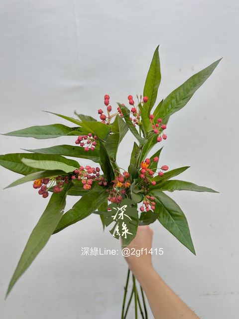 image_83159CF1-BC23-4916-ADFC-319A48DB1060_1762921064