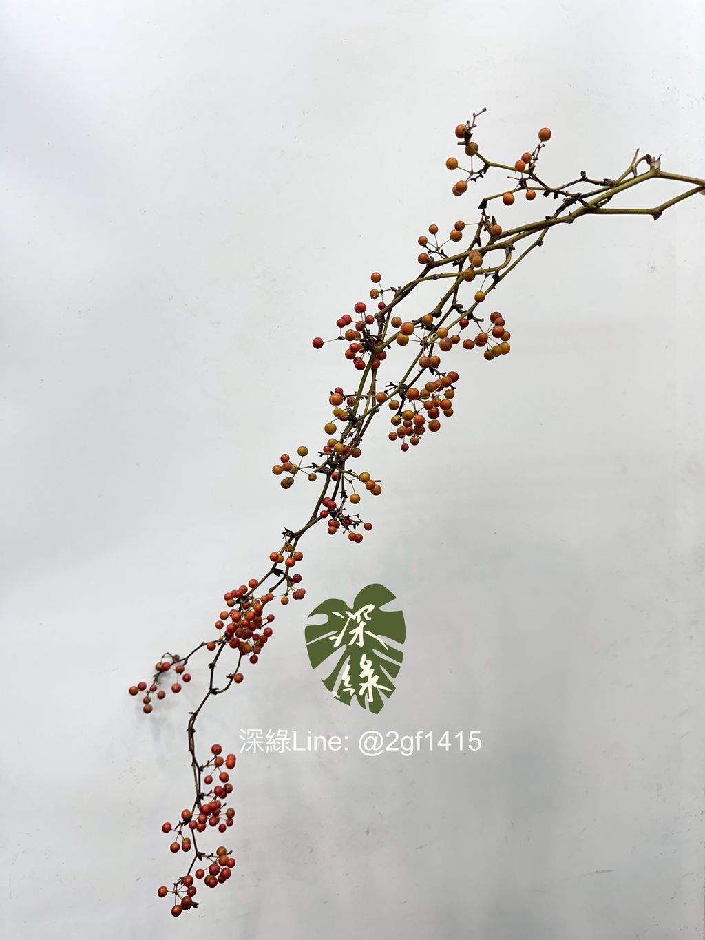 image_1D2765BE-099D-42E2-80D4-E09B86B1095B_1762926043