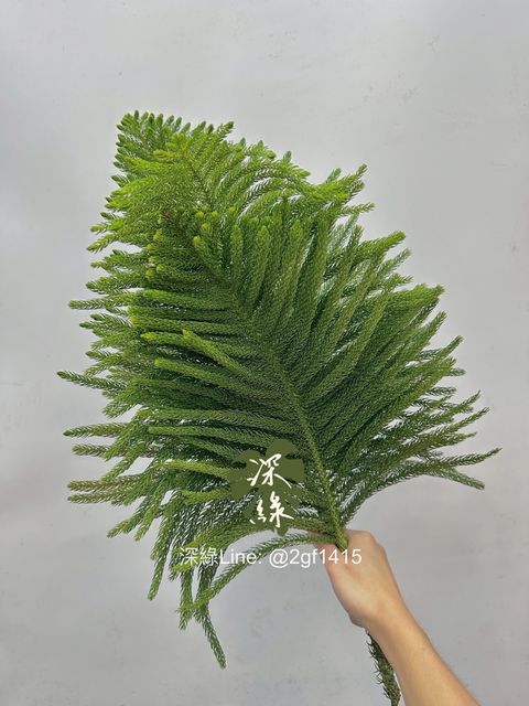 image_9F5CC125-4273-41C2-BC13-3B80227AE311_1762926088