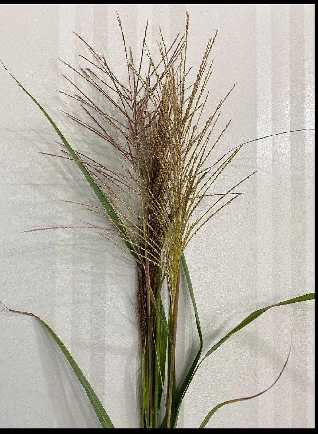 image_8BEA990E-AA2D-45CE-9F2A-A5B870A6C970_1762931113