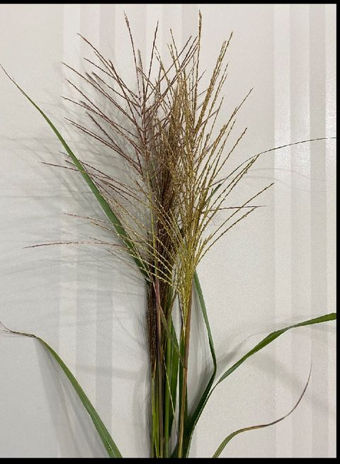 image_8BEA990E-AA2D-45CE-9F2A-A5B870A6C970_1762931113