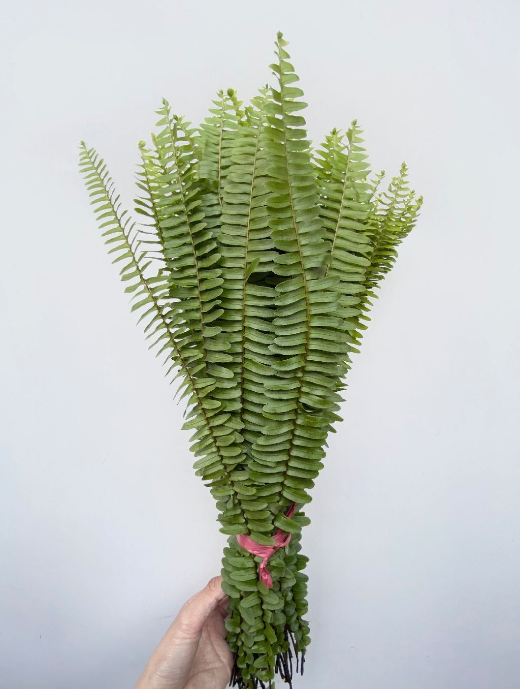 image_7BF7A3C9-B16A-4744-9966-E67FB4B44A06_1762931130