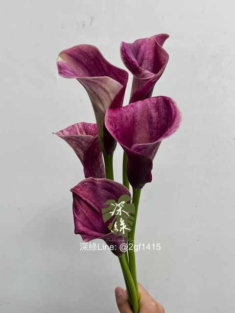 IMG_2404-1736562418058