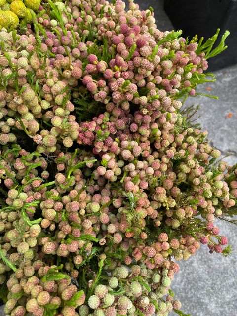 image_97F0DAFD-60CE-4DBB-B02D-65FBE715AAAC_1763023538