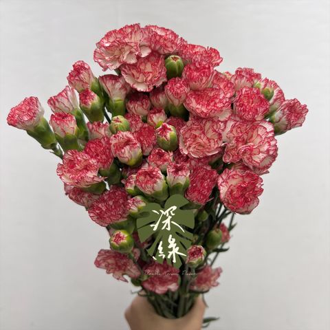 image_4A9D9144-D866-46D9-82A1-FD2AF481872A_1763261638