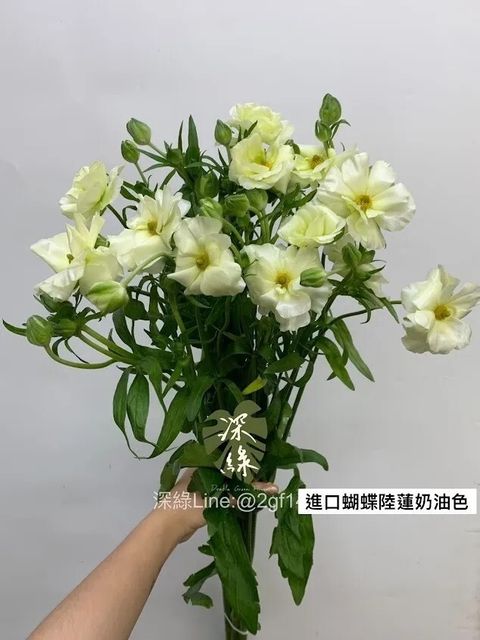 messageImage_1763274825306