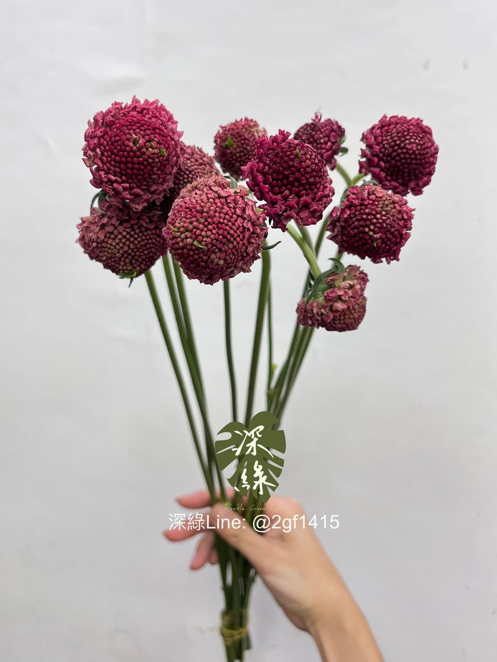 image_C25E92CB-209E-4A23-994A-52E102F465E7_1759120971