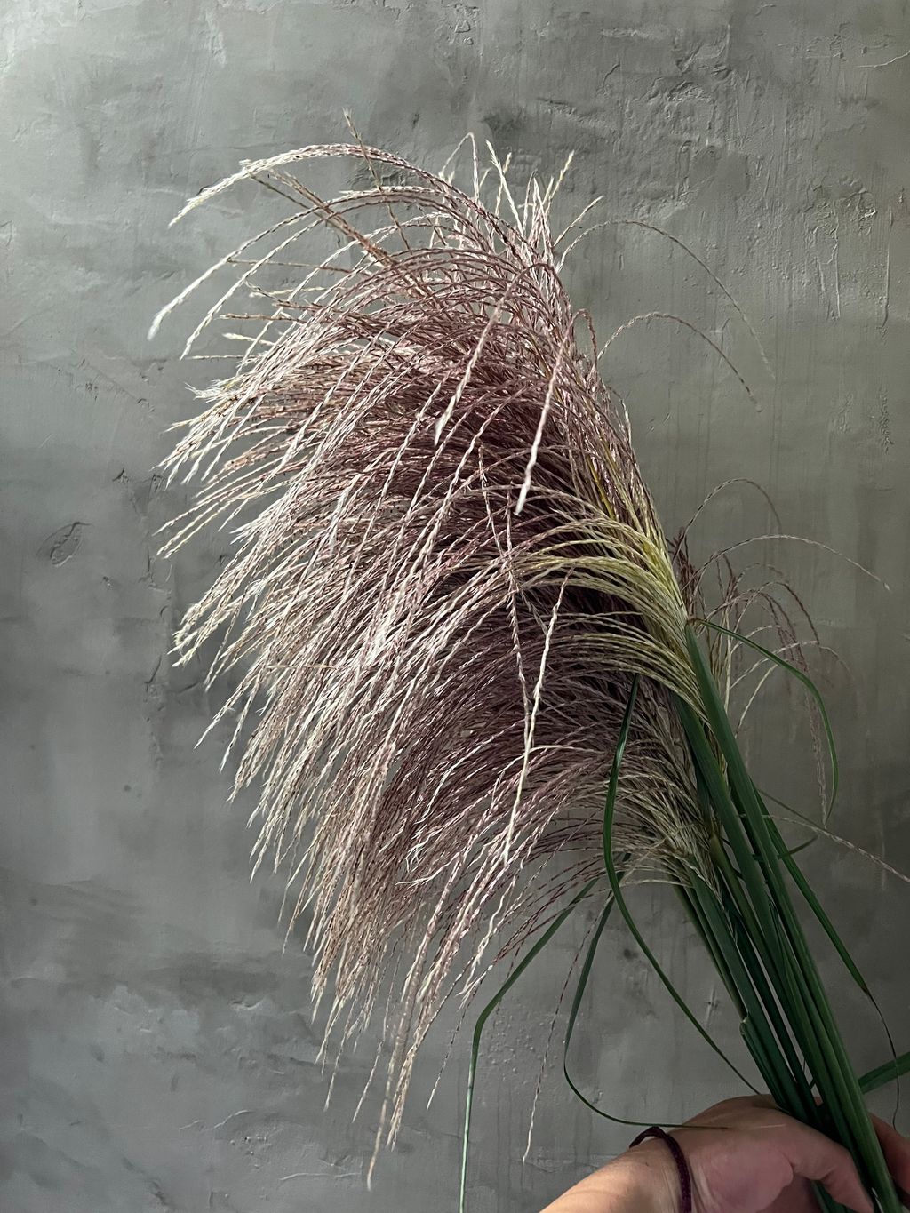 image_293DE690-53DA-4B24-BAB9-5F4E199DA0AF_1763280472