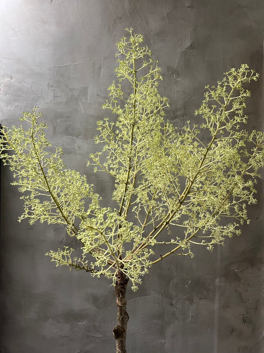 image_230BC550-16DE-4A07-A44C-C7AFF9313940_1763284768