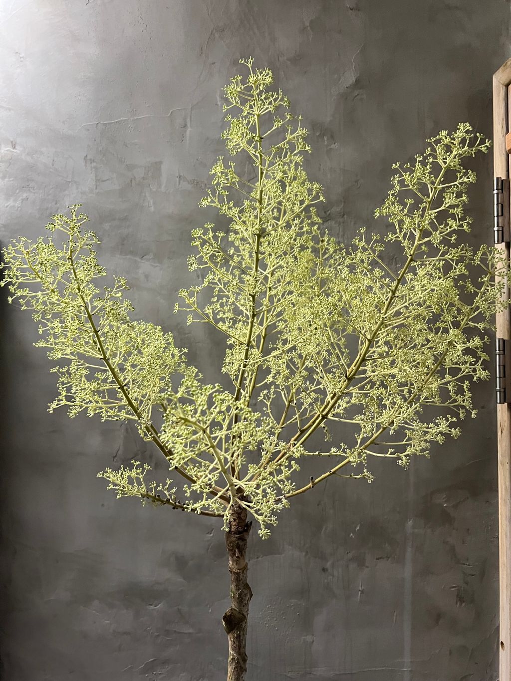 image_2F9832F4-06B3-4945-9C91-6E113AA6AE92_1763284770