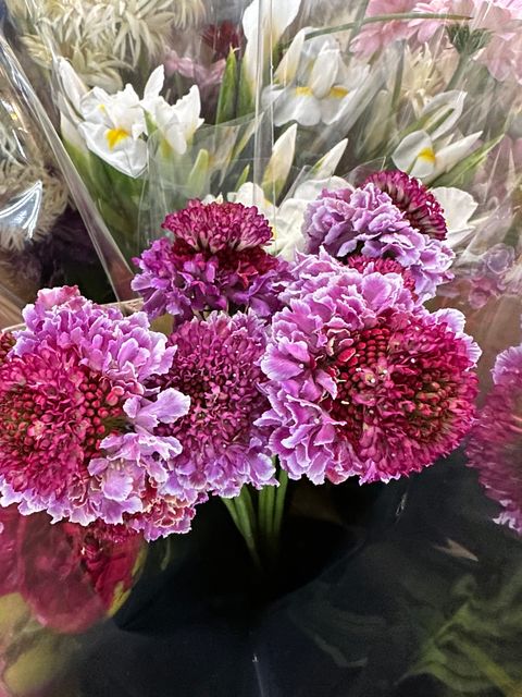 image_7875F341-0D53-4A38-A732-2883D8134CD4_1763350846