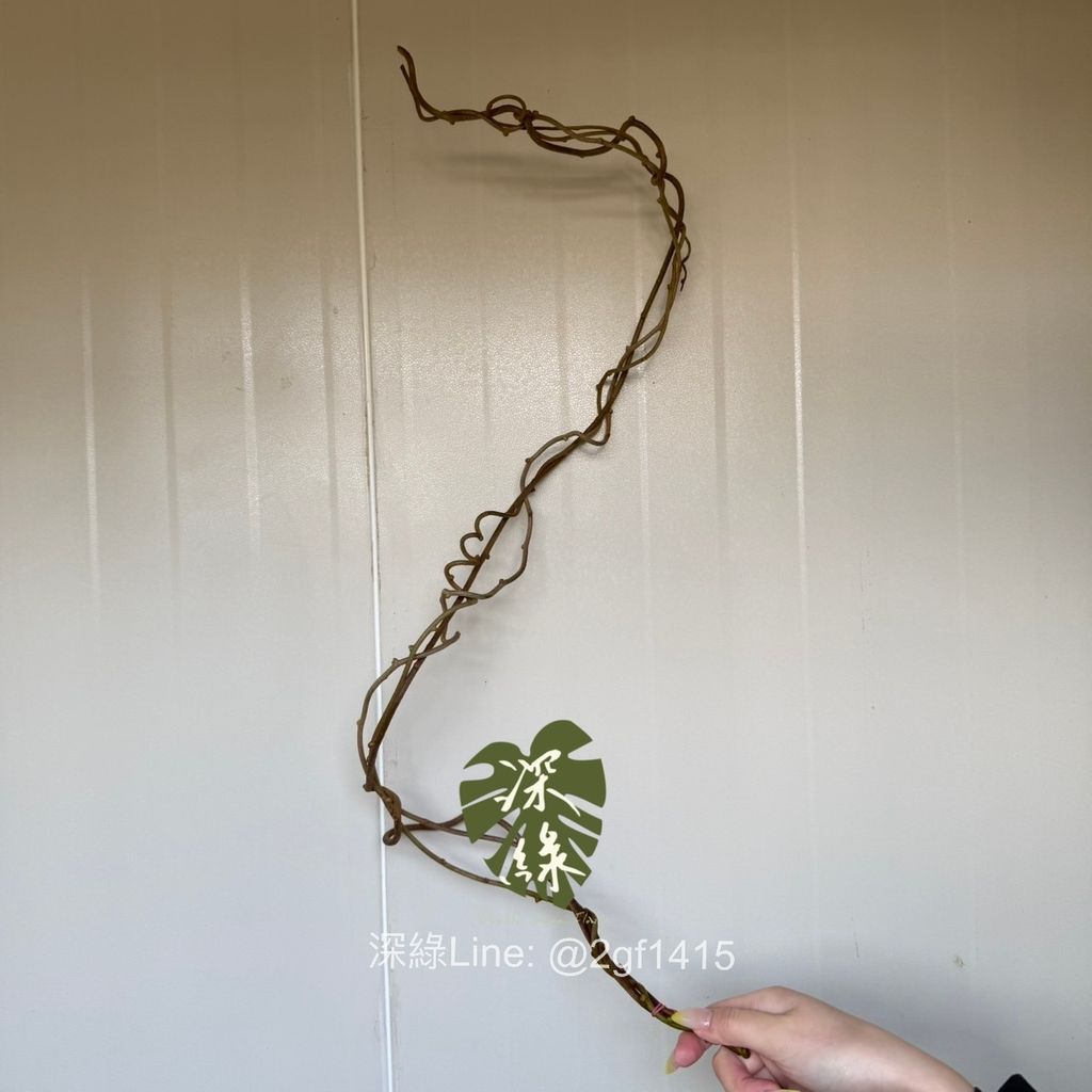 image_BB3076C2-2F31-43AF-B217-B0B05A9FE97C_1763439553