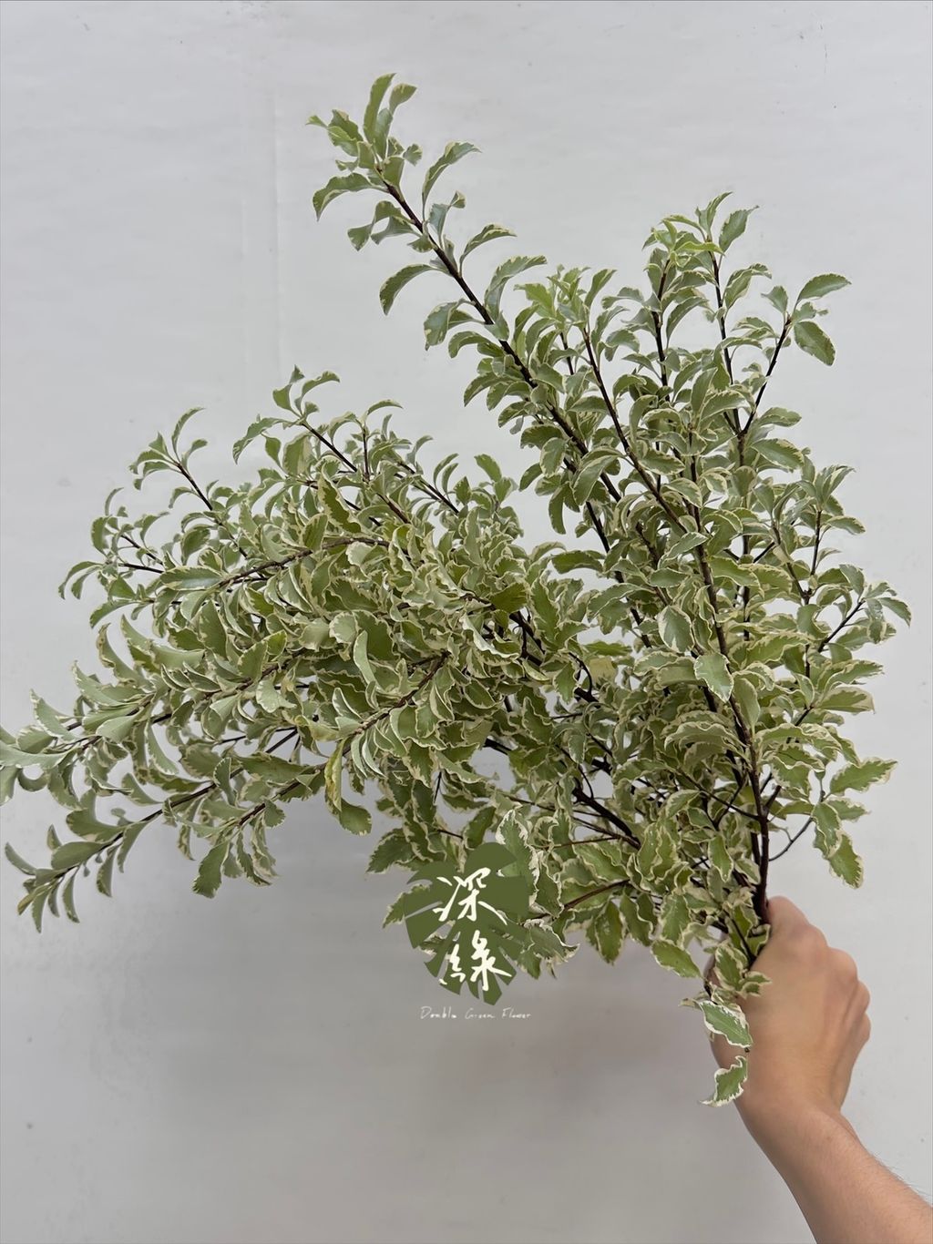 image_90E2FFC1-1AA4-4F12-B4BE-9BB38B7EF45F_1763444337