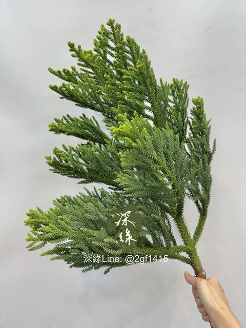 image_A90431AC-DCA8-409C-9C90-09ED98A905CD_1762926131