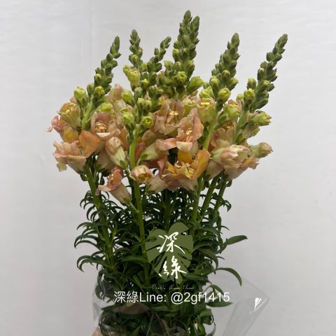 image_3C29EE35-B336-474D-BBB3-8F9AD77F66BA_1763530550