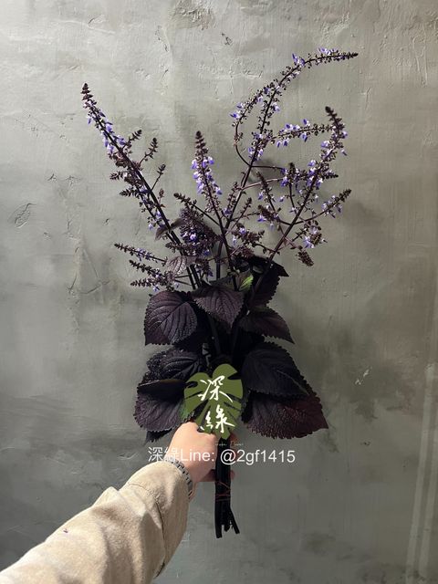 IMG_5276-1728205516757