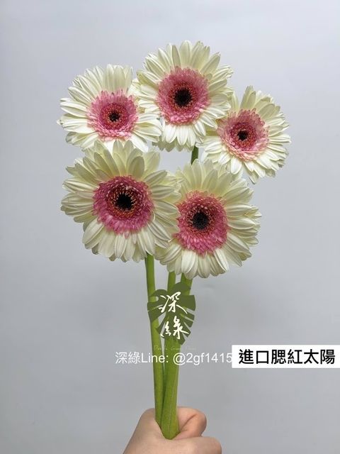 AIL4fc-fECfB6uzER1QKLYlhng8Ptyr69aB5nS6Kidy_H9rFjIBI3pBX0nPI1sVF2dZyCI_hk7v7JYkRJW81n3hGGeaGzxUg-fndyl-4nNo2KQX-cqg2SwE8sWznBSTlE5plAYWK59RqW3WuzROmFITznJzE=w634-h845-s-no