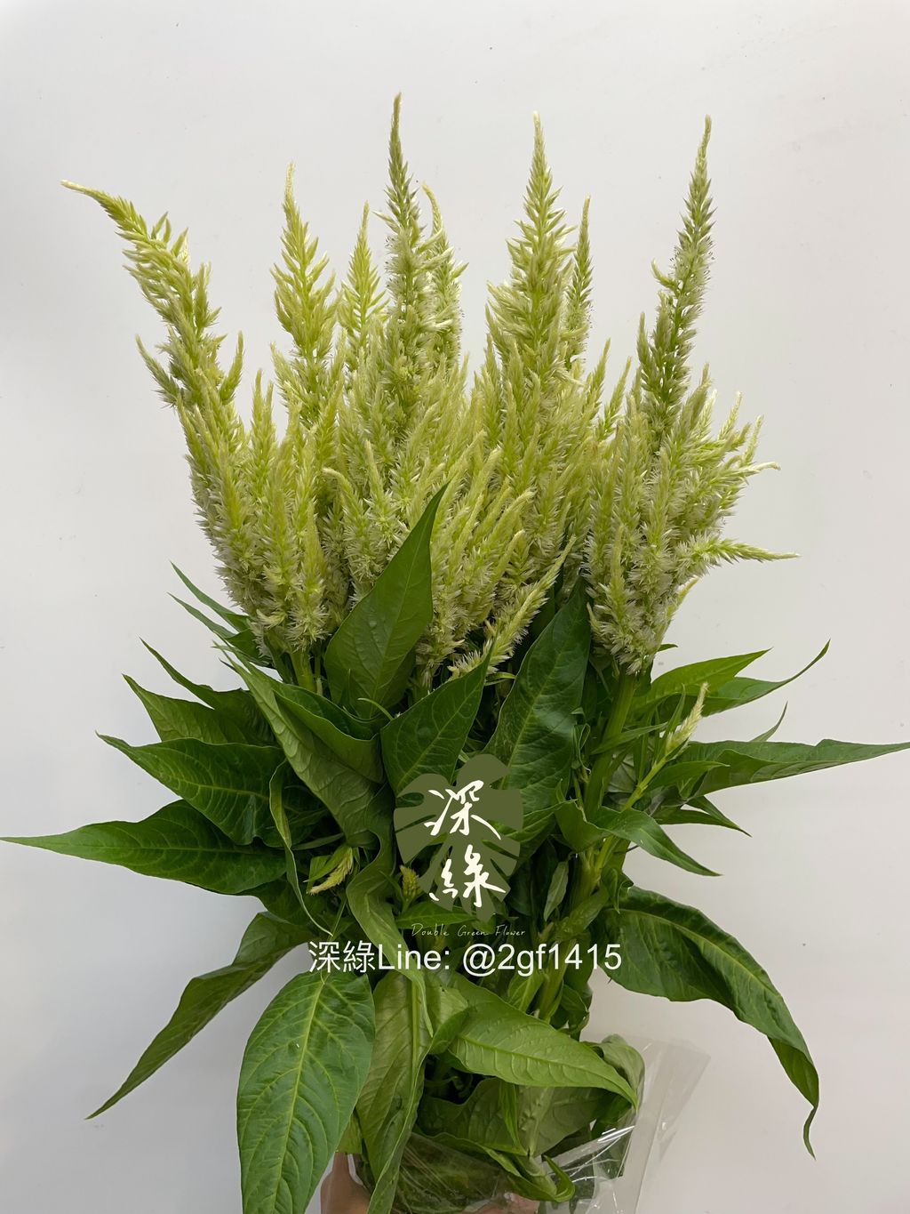 image_B8AAF3DC-315A-4F5E-8DF4-E1C2B606A5E0_1763962458