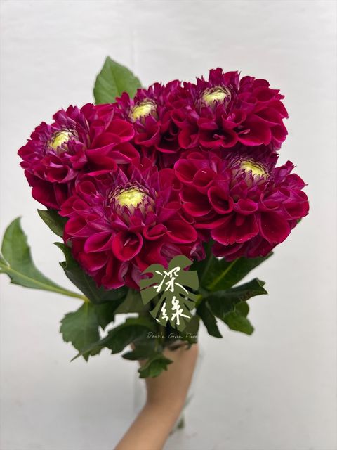 image_2928C561-DE92-4558-A7A2-45B0B4C321ED_1763966544